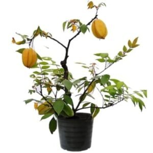 Start Fruit Plant