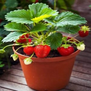 Strawberry Plant