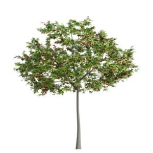 Sweet Cherry Plant