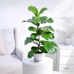 Fiddle Leaf Plant