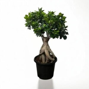 Ficus Bonsai Plant