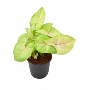 Syngonium Plant