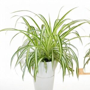 Spider Plant