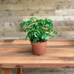 China Doll Plant