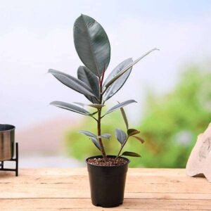 Rubber Plant