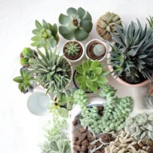 Cactus and Succulent Plant