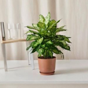 Dieffenbachia