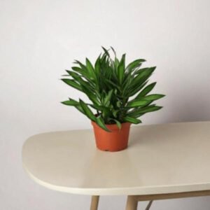Song of Jamaica Plant