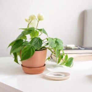 Philodendron Plant