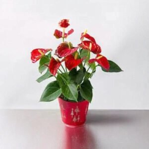 Anthurium Plant
