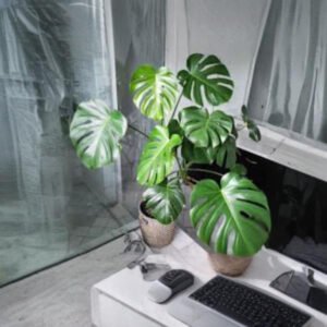 Monstera Plant
