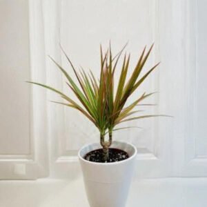 Dracena Plant