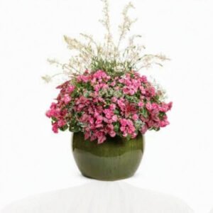 Glorima Plant