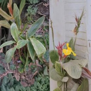 Royal Bengal Tiger Plant