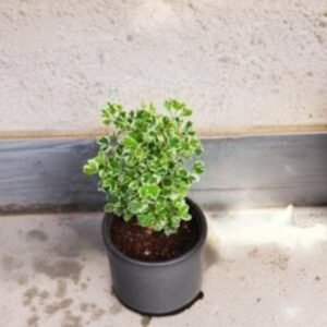 Aralia Plant