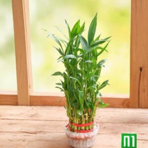 Lucky Bamboo Plant