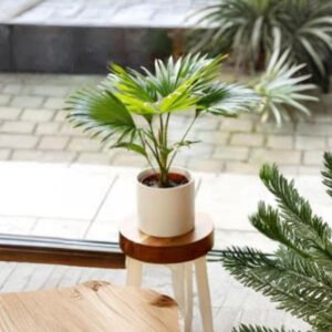 Phalms Plant