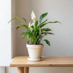Peace Lilly Plant