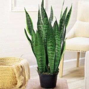 Snake Plant Green