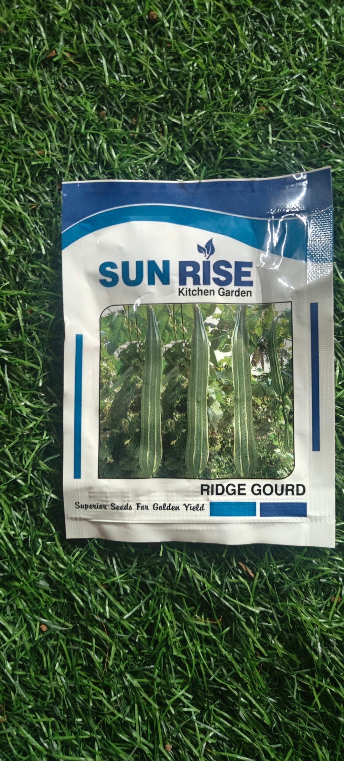 ridge gourd