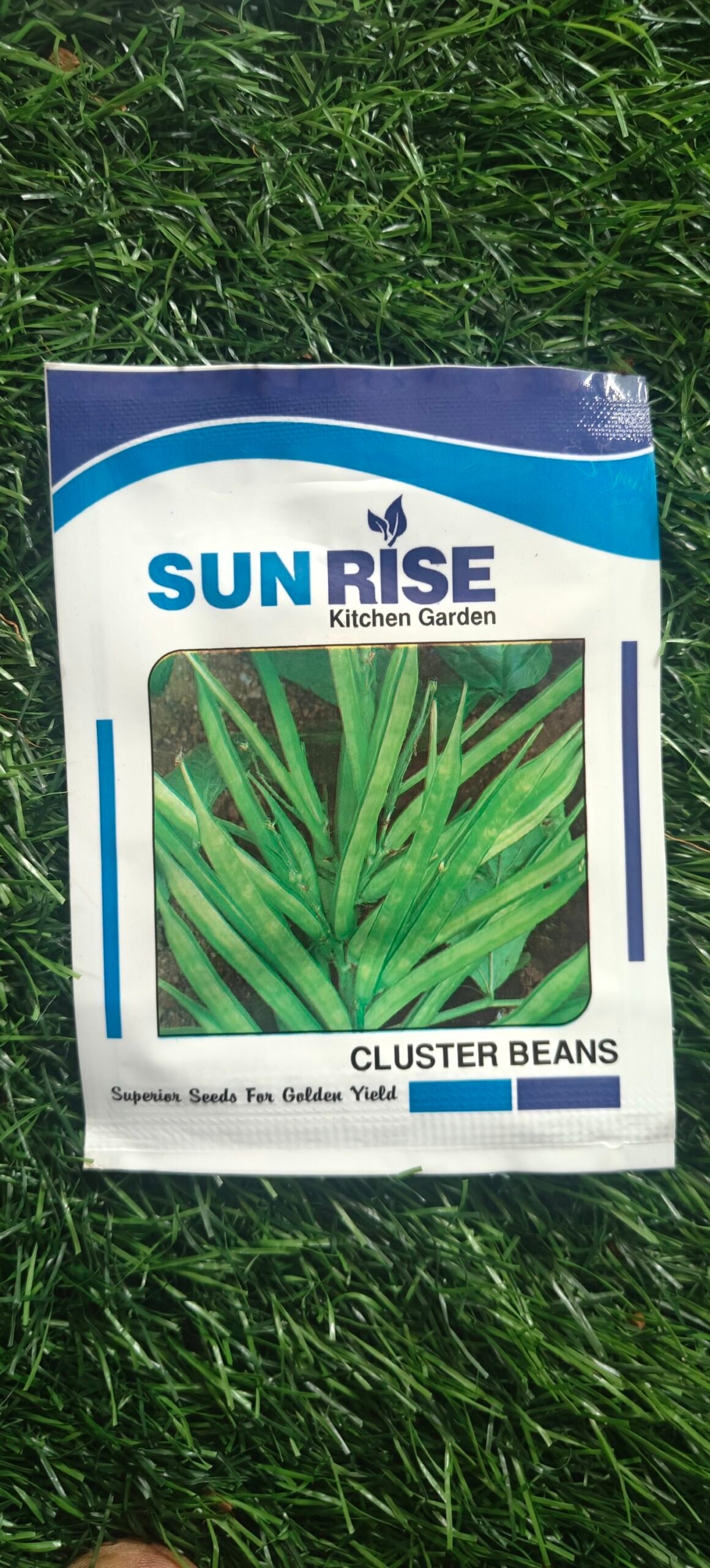 cluster bean seed