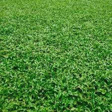 pearl grass / shade grass