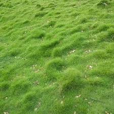 Korean grass / lawn - Image 5