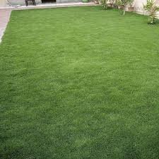 Korean grass / lawn - Image 2