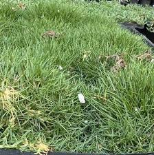 Korean grass / lawn - Image 3