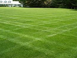 Korean grass / lawn - Image 4