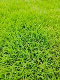 Korean grass / lawn