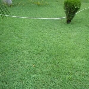 G2 grass / lawn
