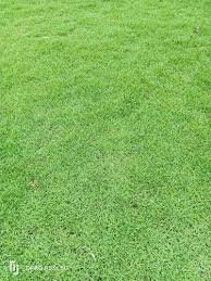 G2 grass / lawn - Image 2