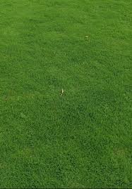 G2 grass / lawn - Image 3