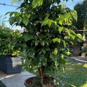 china doll plant / emerald tree