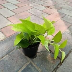 golden pothos
