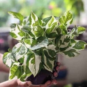 Njoy pothos / marble pothos
