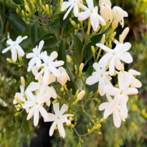 Nithya malli / kodi mullai / Nithya nullai