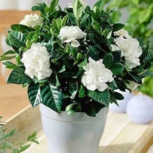 parijatham / gardenia