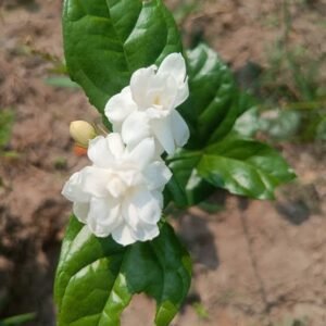 Roja malli / Rose jasmine