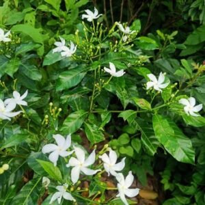 nanthiya vattam / crepe jasmine/ tree jasmine