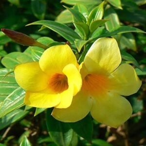 alamanda plant / yellow