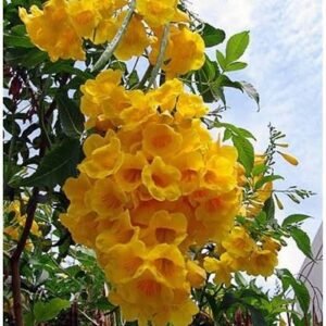 yellow trumpet dwarf / manja poo hybrid