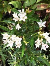 kasthuri/ arali (big size) 5 ft