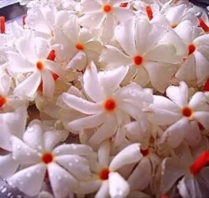 pavala malli / night flowering jasmine / parijat (small)
