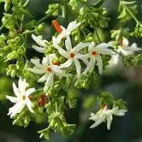 pavala malli / parijat/ night flower jasmine (medium size)