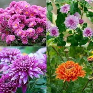 chrysanthemum/ samanthi/ (small pot)