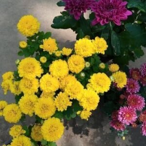 chrysanthemum/ samanthi (small cover)