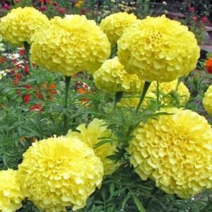 marigold (pot)