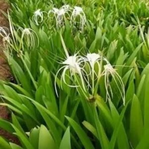 spider lilly